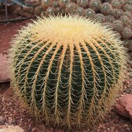 Schwiegermutterstuhl (Echinocactus grusonii)