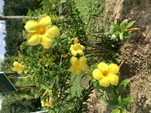 Goldtrompete (Allamanda cathartica)