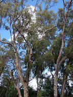 Zitronen-Eukalyptus (Corymbia citriodora)
