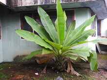 Felsenbanane (Ensete superbum)