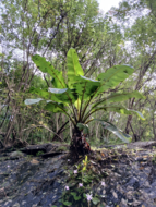 Felsenbanane (Ensete superbum)