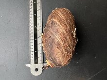 Wei&szlig;e Mango (Mangifera caesia)