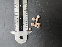 Schwarzer Pfeffer (Piper nigrum)