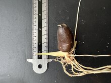 Rote Schlangenfrucht (Salacca affinis)