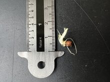 Riesen-Alocasia (Alocasia robusta)