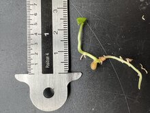 K&ouml;nigliches Anthurium (Anthurium regale)