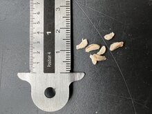 Tindola (Coccinia grandis)