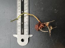 Kumbhi-Baum (Careya arborea)