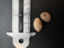 Sandpalme (Dypsis arenarum)