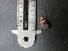 Aronstab (Amorphophallus prainii)