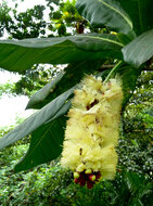 Paonuss (Barringtonia edulis)