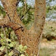 Myrrhe (Commiphora myrrha)