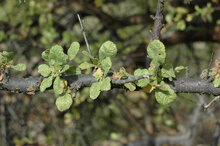 Myrrhe (Commiphora myrrha)