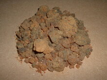 Myrrhe (Commiphora myrrha)