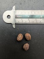 Myrrhe (Commiphora myrrha)