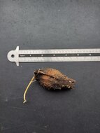 Paonuss (Barringtonia edulis)