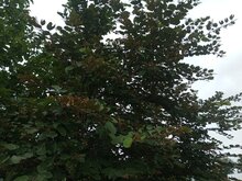 Kamelfu&szlig;baum (Piliostigma thonningii)