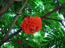 Venezolanische Rose (Brownea grandiceps)