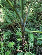 Champagnerpalme (Hyophorbe indica)