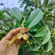 Angolanische Muskatnuss (Monodora angolensis)