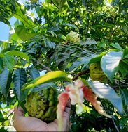 Angolanische Muskatnuss (Monodora angolensis)