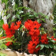Rote Jadeblume (Mucuna novoguineensis)