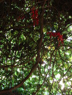 Rote Jadeblume (Mucuna novoguineensis)