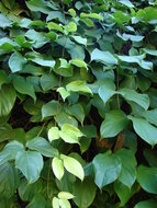 Rote Jadeblume (Mucuna novoguineensis)