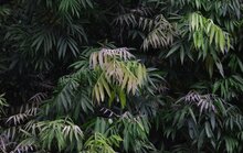 Johore (Lepisanthes alata)