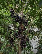 Gowok (Syzygium polycephalum)