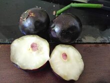 Gowok (Syzygium polycephalum)