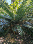 Palmenfarn (Cycas glauca)