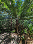 Palmenfarn (Cycas glauca)
