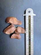 Mahagoni (Swietenia mahagoni)