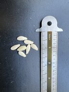 Wachsk&uuml;rbis (Benincasa hispida)