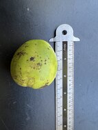 Australische Kastanie (Castanospermum australe)