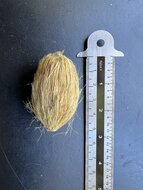 Betelpalme (Areca catechu)