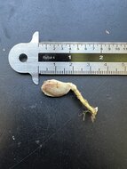 Pampelmuse (Citrus maxima)