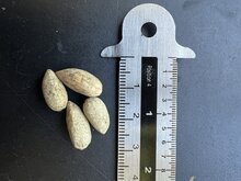 Neem (Azadirachta indica)