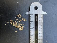 Schwarze Goji-Beere (Lycium ruthenicum)