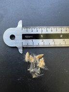 Oleander (Nerium oleander)