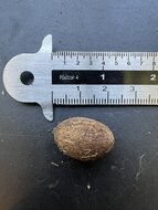 Kentia-Palme (Howea forsteriana)