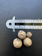 Teak (Tectona grandis)