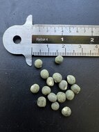 Okra (Abelmoschus esculentus)