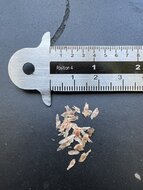 Roter Chinarindenbaum (Cinchona pubescens)