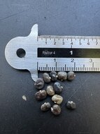 Schmetterlingswicke (Clitoria ternatea)