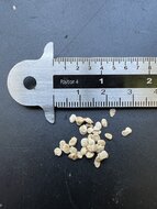 Wilde Tomate (Solanum pimpinellifolium)