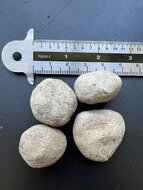 Marula (Sclerocarya birrea ssp. caffra)