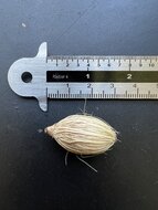 Manilla-Palme (Veitchia merrillii)