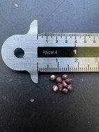 Maqui (Aristotelia chilensis)